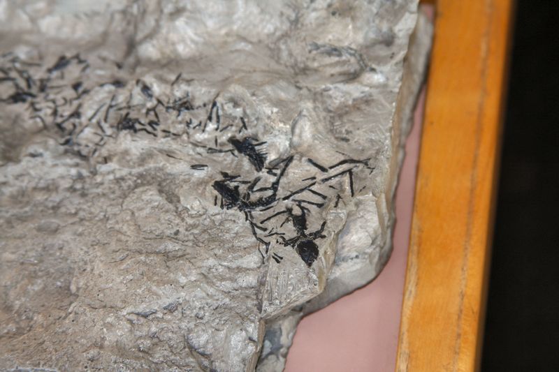 Click to see next picture