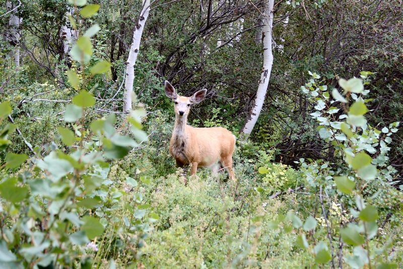 Click to see next picture