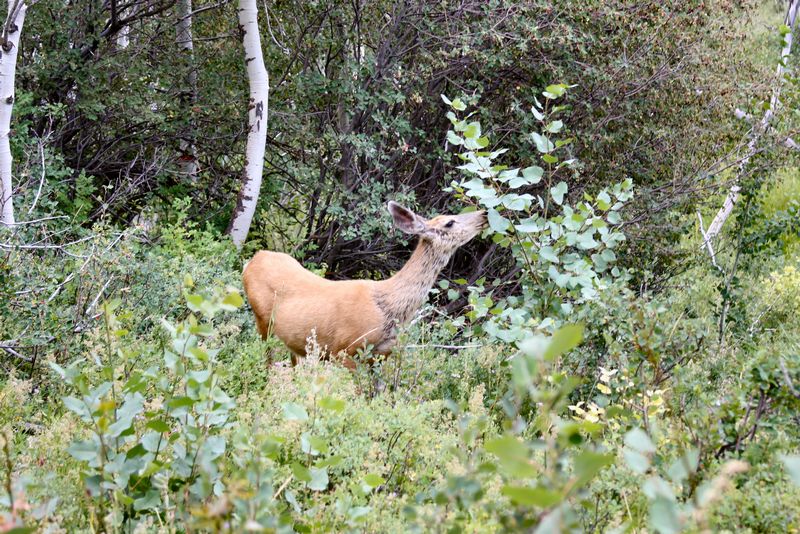 Click to see next picture