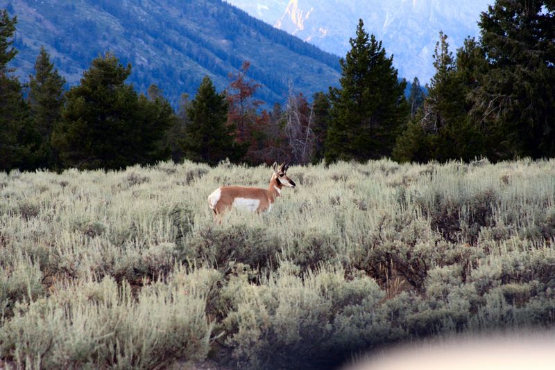 Click to see next picture