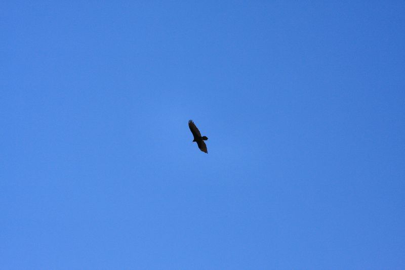 Click to see next picture