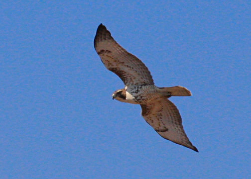 Click to see next picture