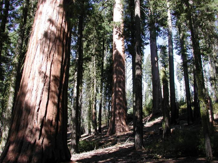 Looking through the forest