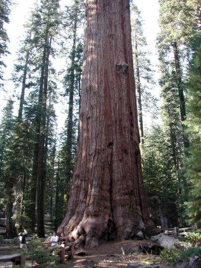 General Sherman Tree