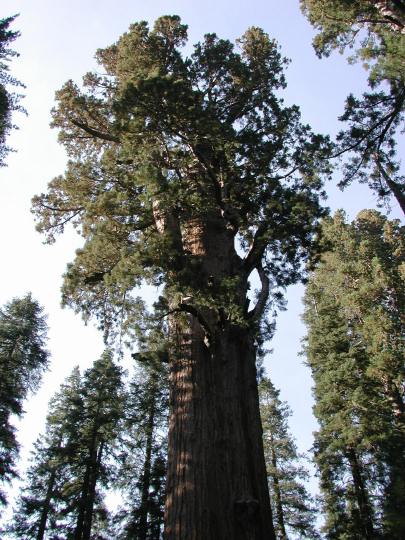 General Sherman Tree