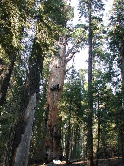Chief Sequoyah Tree