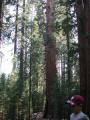 General Sherman Tree
