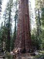 General Sherman Tree
