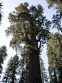 General Sherman Tree