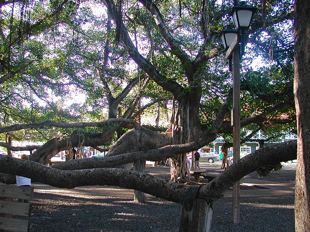 Click to see next picture